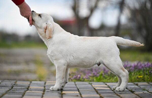Shimmer Labrador Retriever Shimmer Labrador Retriever