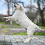 Shimmer-male-Labrador-Retriever-puppy-for-sale-3
