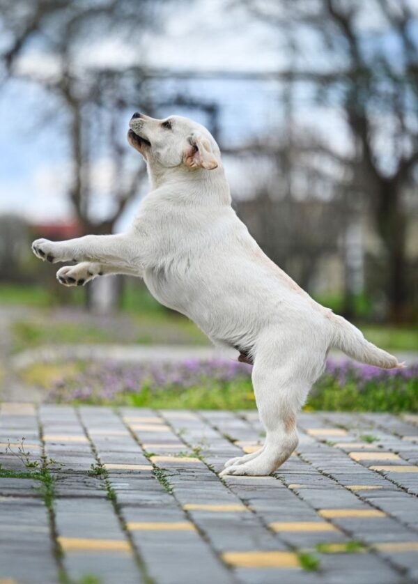 Shimmer Labrador Retriever Shimmer Labrador Retriever