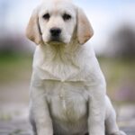 Shimmer-male-Labrador-Retriever-puppy-for-sale-4