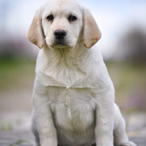 Shimmer Labrador Retriever Shimmer Labrador Retriever