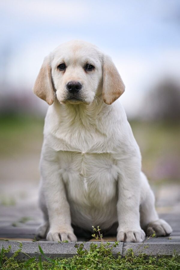 Shimmer Labrador Retriever Shimmer Labrador Retriever