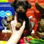 Sianna-female-Russian-Toy-puppy-for-sale-1