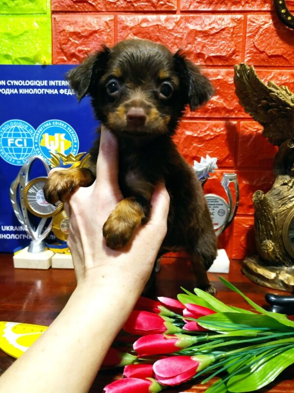 Sianna Russian Toy Terrier Sianna Russian Toy Terrier