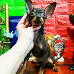 Simona Russian Toy Terrier Simona Russian Toy Terrier