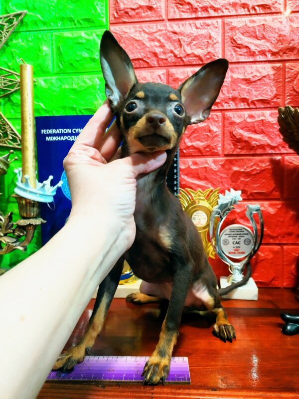 Simona Russian Toy Terrier Simona Russian Toy Terrier