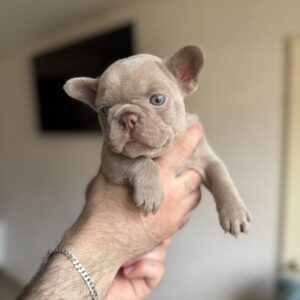 Sirena French Bulldog Sirena French Bulldog