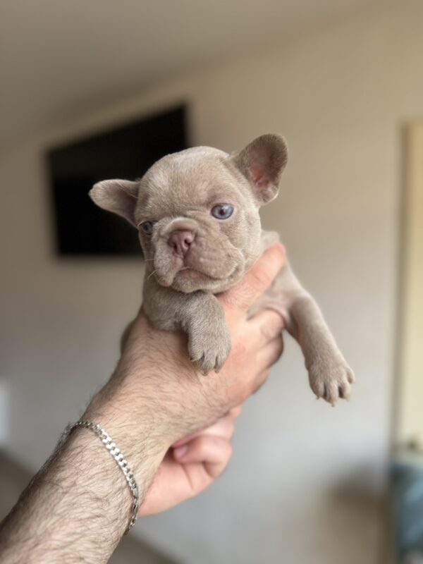 Sirena French Bulldog Sirena French Bulldog