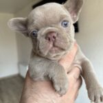 Sirena-female-french-bulldog-puppy-for-sale-1 (2)