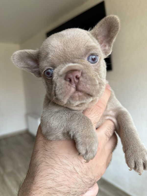 Sirena French Bulldog Sirena French Bulldog