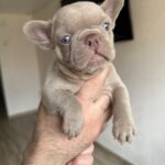 Sirena-female-french-bulldog-puppy-for-sale-1 (3)