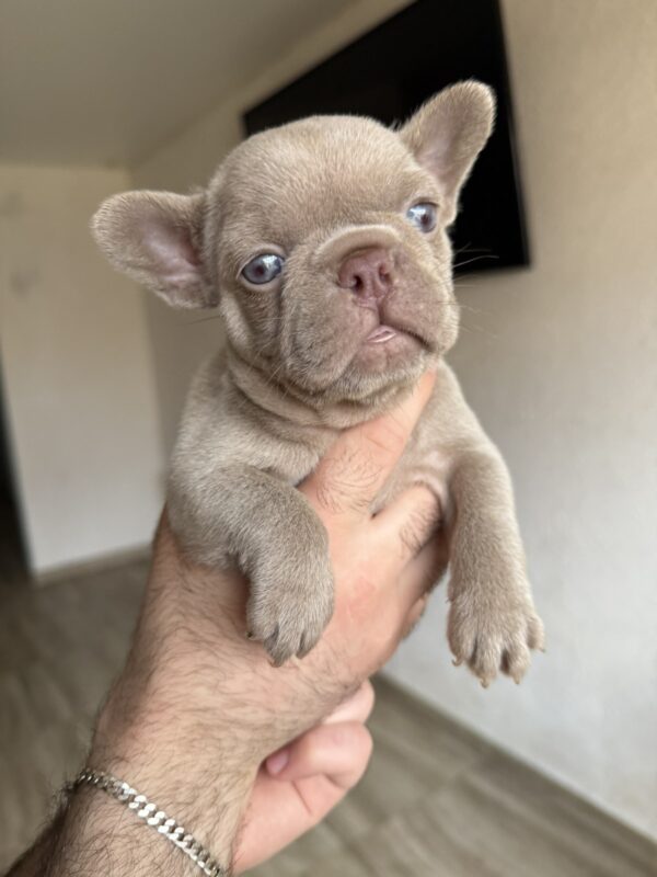 Sirena French Bulldog Sirena French Bulldog