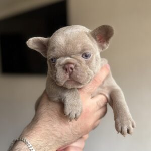 Sirena French Bulldog Sirena French Bulldog