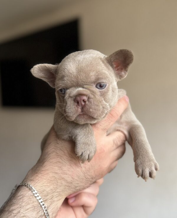 Sirena French Bulldog Sirena French Bulldog