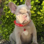 Sirenia-female-french-bulldog-puppy-for-sale-1 (3)(1)