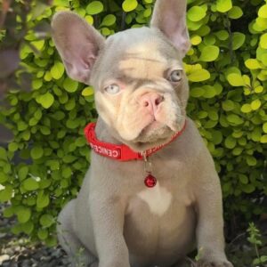 Sirena French Bulldog Sirena French Bulldog