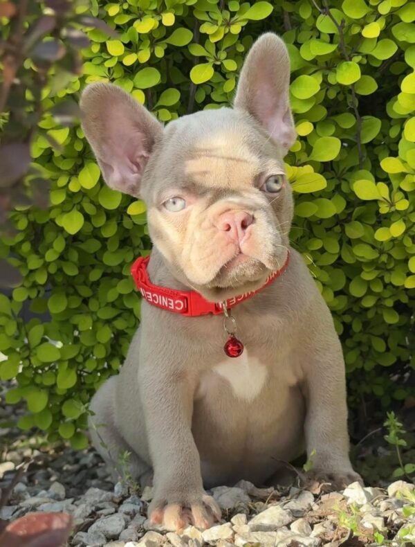 Sirena French Bulldog Sirena French Bulldog