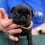 Siri-female-pug-puppy-for-sale- (1)