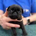 Siri-female-pug-puppy-for-sale- (2)