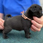 Siri-female-pug-puppy-for-sale- (3)