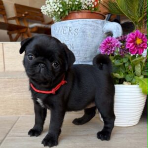 Siri Pug Siri Pug