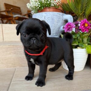Siri Pug Siri Pug
