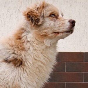 Smokey Australian Shepherd