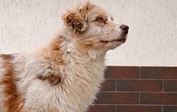 Smokey Australian Shepherd Smokey Australian Shepherd