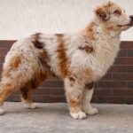 Smokey-male-Australian-Shepherd-puppy-for-sale-1