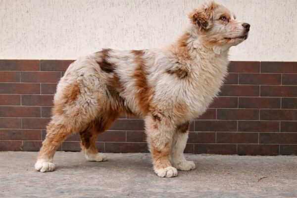 Smokey Australian Shepherd Smokey Australian Shepherd