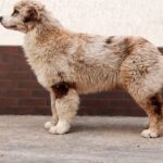 Smokey-male-Australian-Shepherd-puppy-for-sale-2