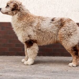 Smokey Australian Shepherd