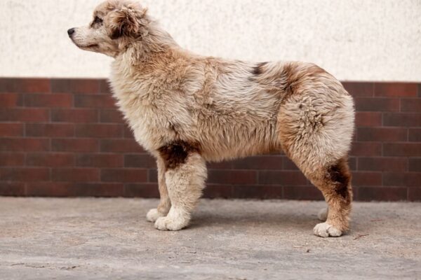 Smokey Australian Shepherd Smokey Australian Shepherd