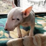 Snowy-female-Miniature-Bull-Terrier-puppy-for-sale-1