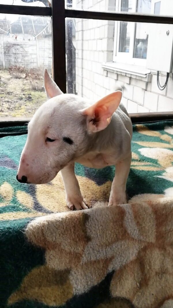 Snowy Miniature Bull Terrier Snowy Miniature Bull Terrier