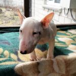 Snowy-female-Miniature-Bull-Terrier-puppy-for-sale-2