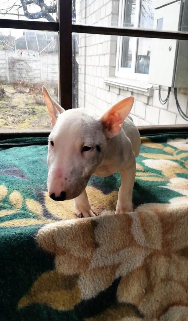 Snowy Miniature Bull Terrier Snowy Miniature Bull Terrier