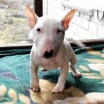 Snowy-female-Miniature-Bull-Terrier-puppy-for-sale-3