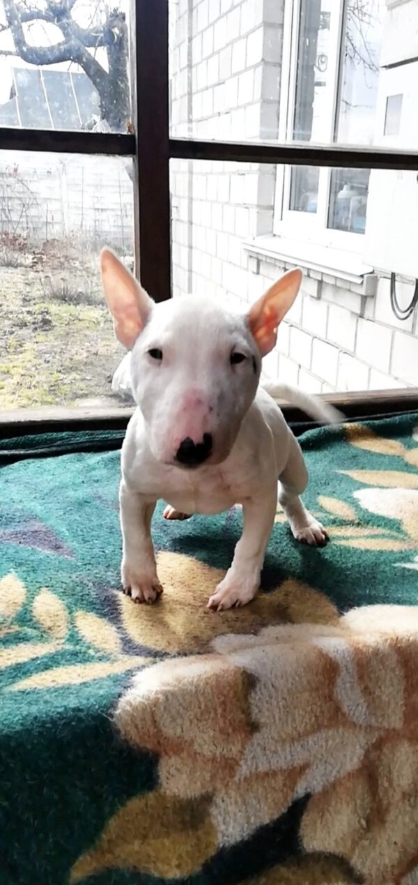 Snowy Miniature Bull Terrier Snowy Miniature Bull Terrier