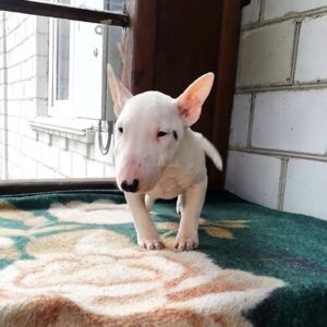 Snowy Miniature Bull Terrier Snowy Miniature Bull Terrier