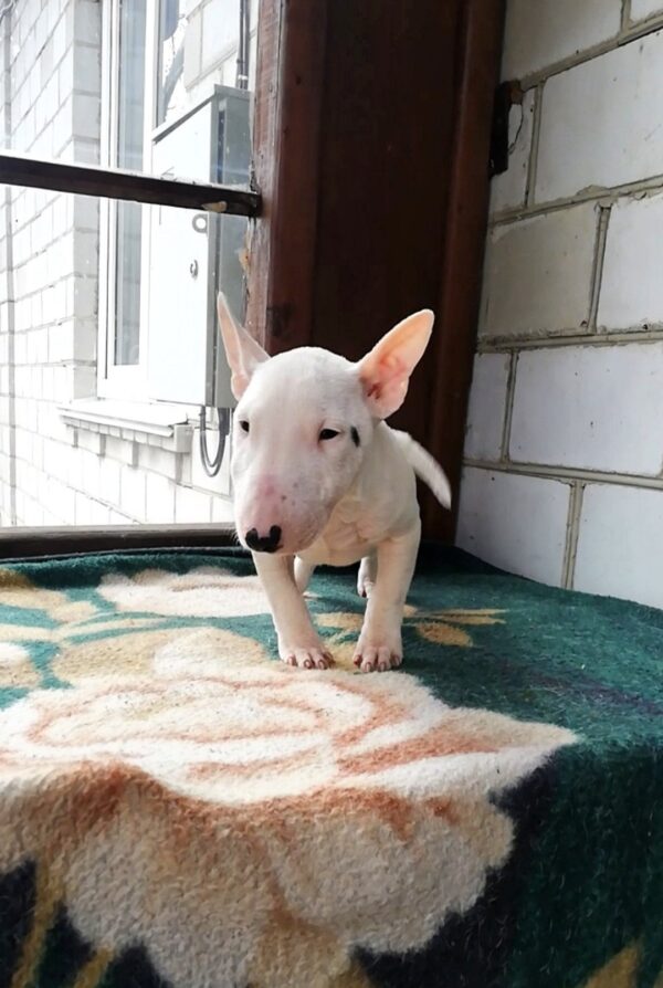 Snowy Miniature Bull Terrier Snowy Miniature Bull Terrier