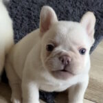 Spartak-male-french-bulldog-puppy-for-sale-1 (1)