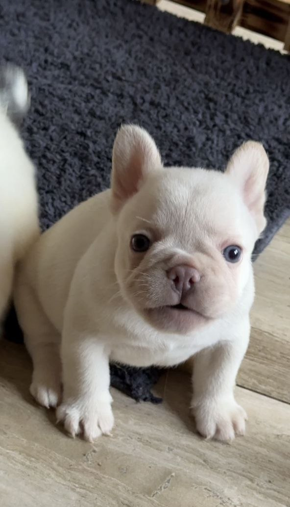 Spartak French Bulldog Spartak French Bulldog