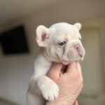 Spartak-male-french-bulldog-puppy-for-sale-1 (1)