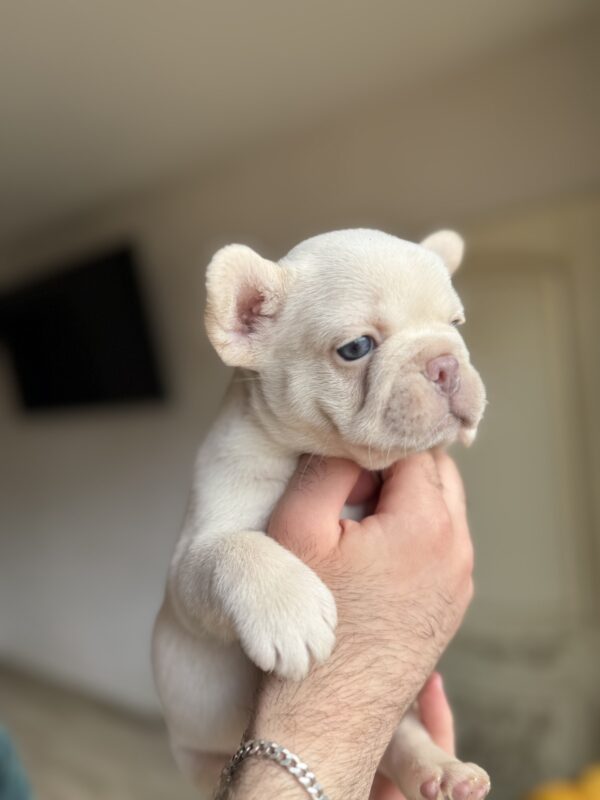 Spartak French Bulldog Spartak French Bulldog