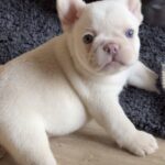 Spartak-male-french-bulldog-puppy-for-sale-1 (2)