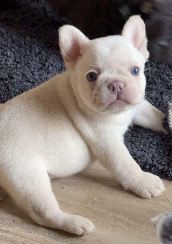 Spartak French Bulldog Spartak French Bulldog