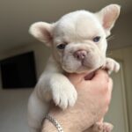Spartak-male-french-bulldog-puppy-for-sale-1 (2)