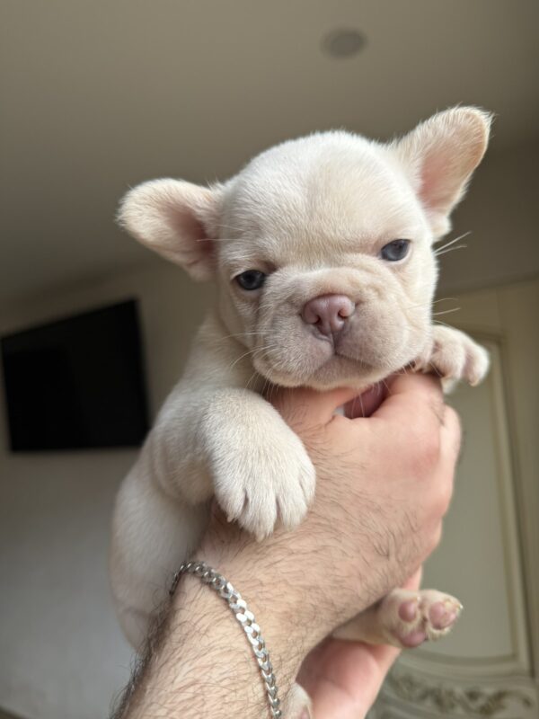 Spartak French Bulldog Spartak French Bulldog