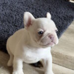 Spartak-male-french-bulldog-puppy-for-sale-1 (3)